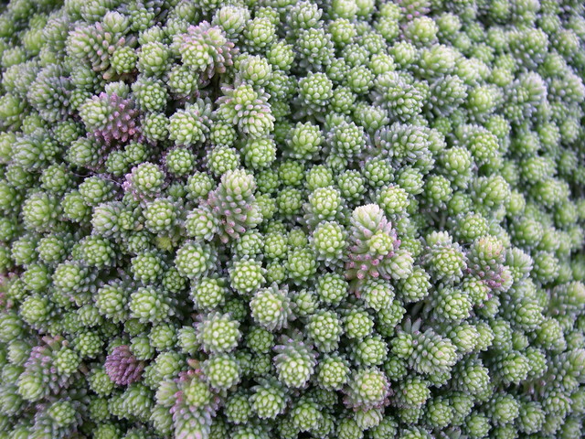 Sedum sexangulare 'Weisse Tatra' (1)