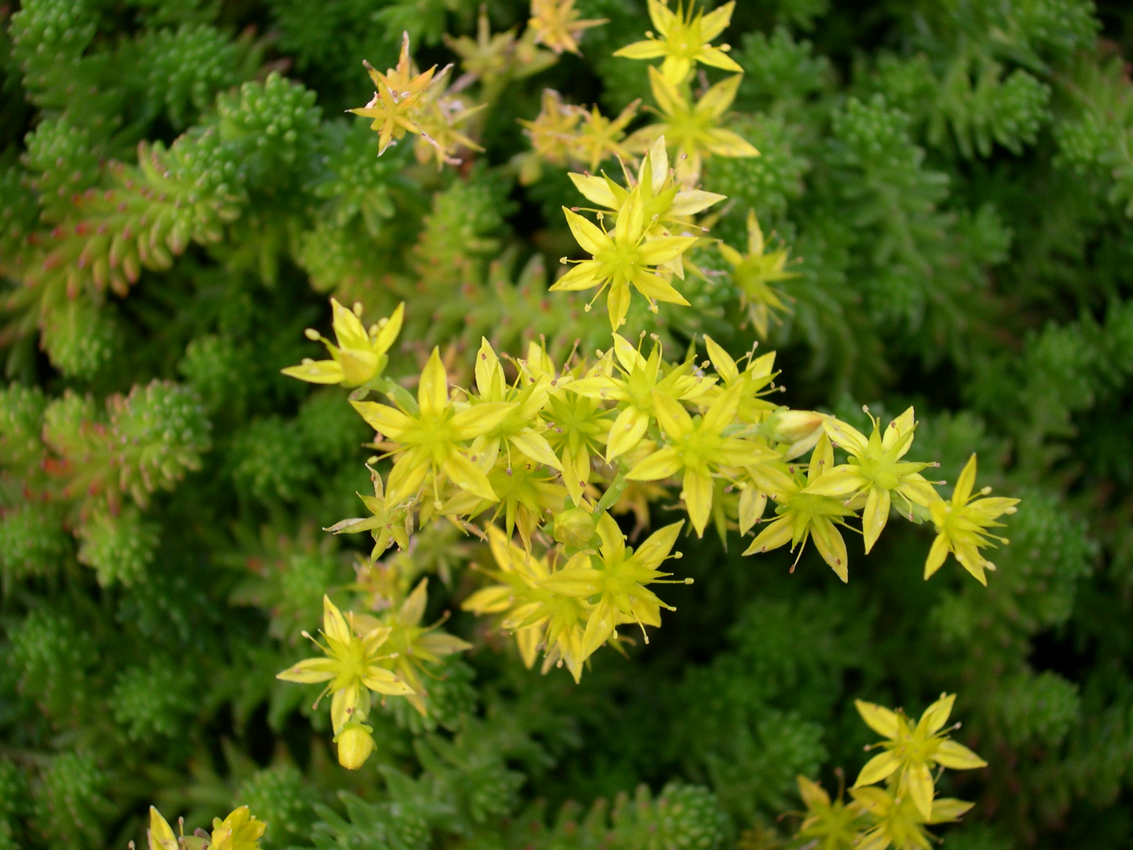 Sedum sexangulare elatum (1)