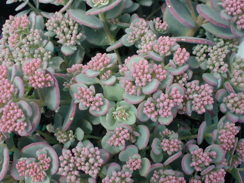 Sedum sieboldii 'October Daphne' (1) [Hylotelephium sieboldii 'October Daphne']