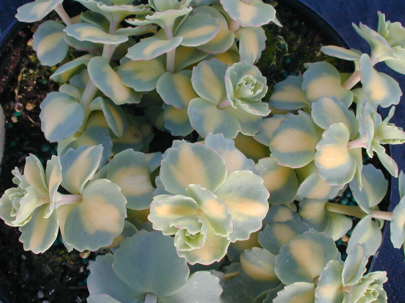 Sedum sieboldii variegatum [Hylotelephium sieboldii variegatum]