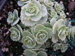 Sedum sieboldii [Hylotelephium sieboldii]