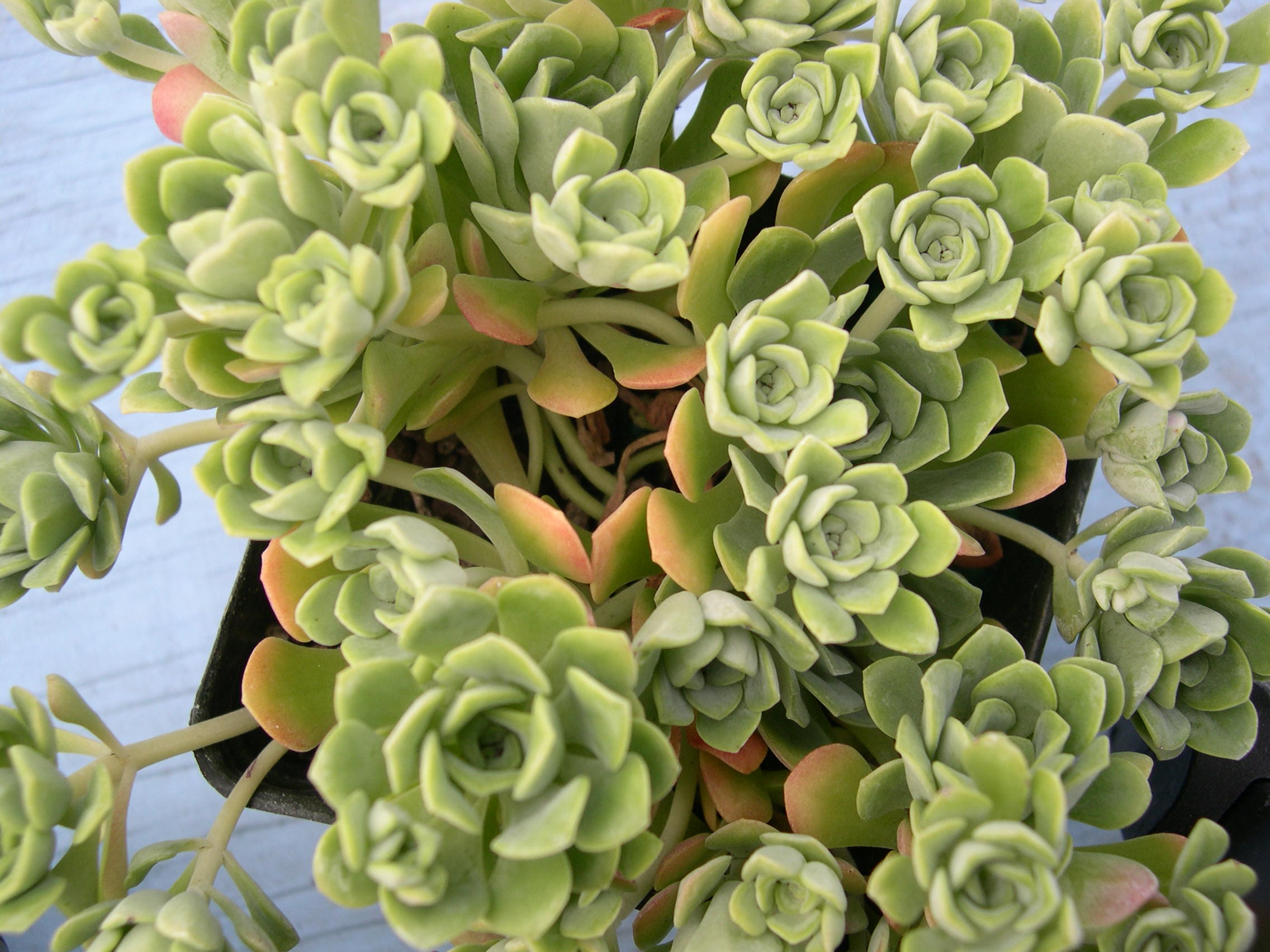 Sedum spathulifolium 'Aureum' (1)