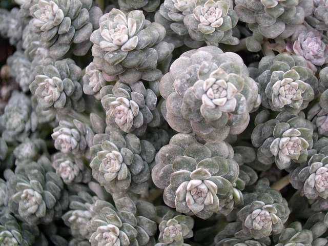 Sedum spathulifolium 'Cape Blanco'