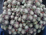 Sedum spathulifolium 'Carnea' (1)