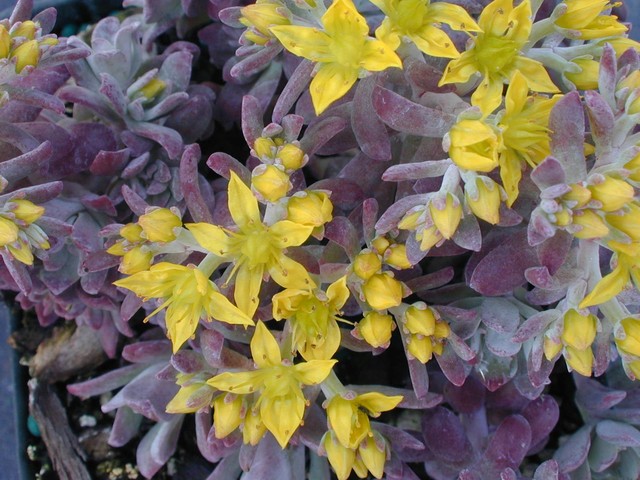 Sedum spathulifolium 'Carnea' (2)