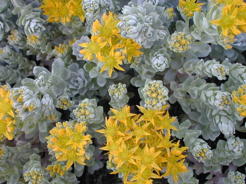 Sedum spathulifolium pruinosum