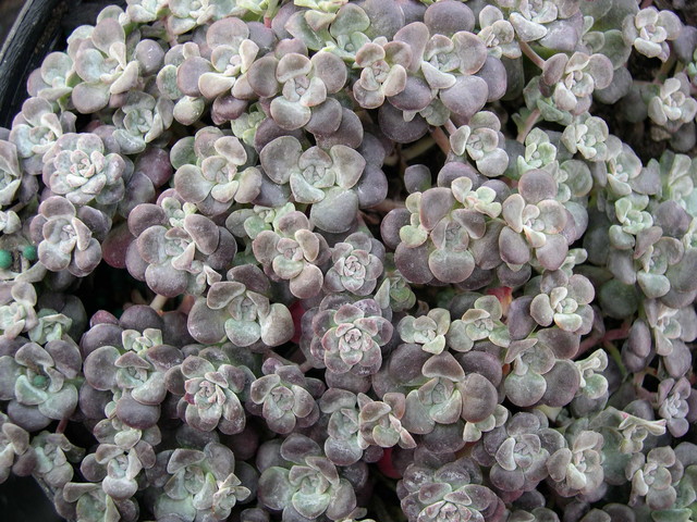 Sedum spathulifolium pruinosum purpureum (1)