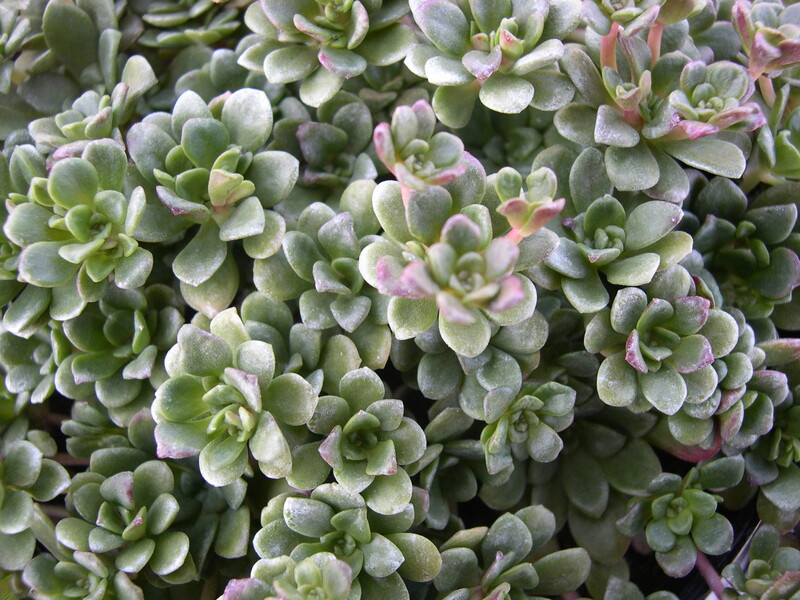 Sedum spathulifolium yosemitense 'Red Raver' (1)