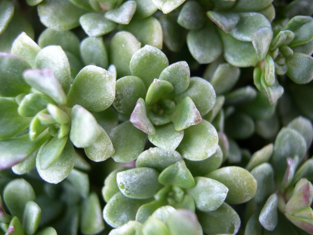 Sedum spathulifolium yosemitense 'Red Raver' (2)