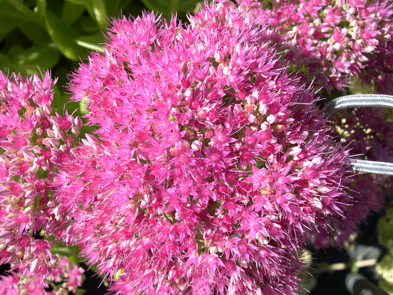 Sedum spectabile 'Brilliant' [Hylotelephium spectabile 'Brilliant']