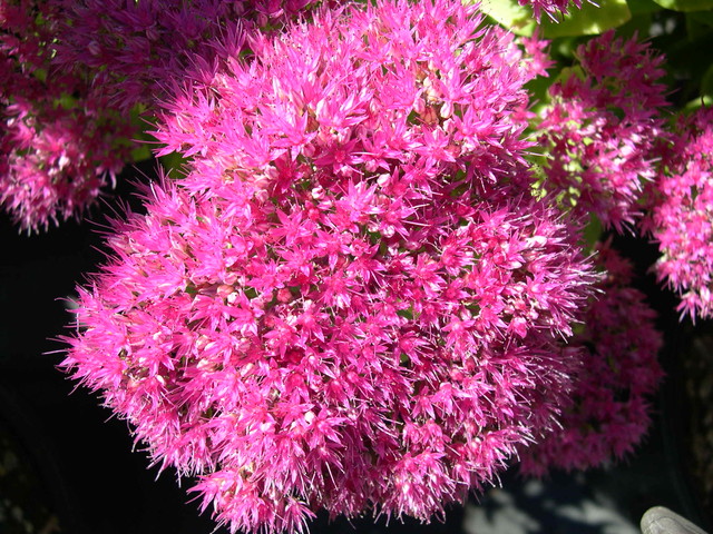 Sedum spectabile 'Meteor' [Hylotelephium spectabile 'Meteor']