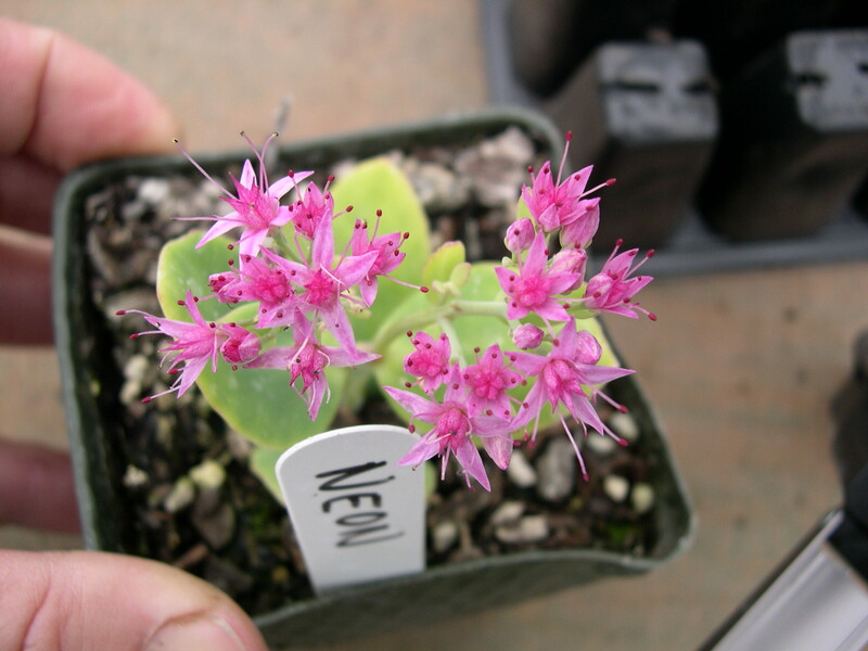 Sedum spectable 'Neon' [Hylotelephium spectabile 'Neon']