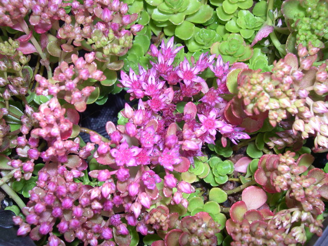 Sedum spurium 'Dr. John Creech' Phedimus spurius 'Dr. John Creech'