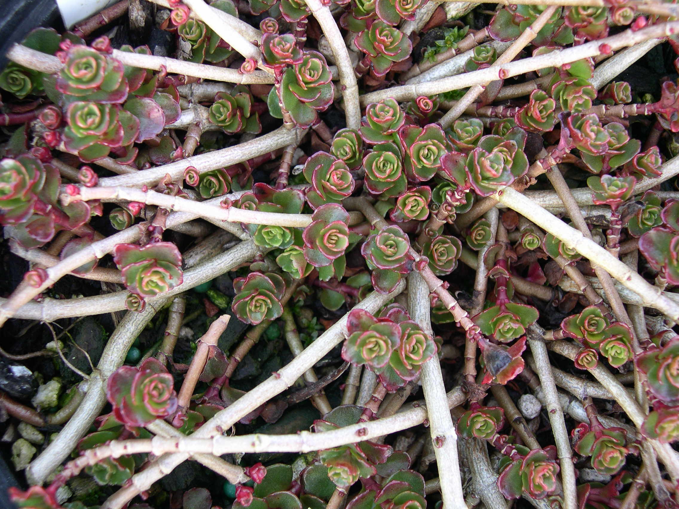 Sedum spurium 'Dragon's Blood' [Phedimus spurius 'Dragon's Blood']