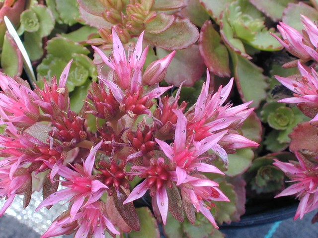 Sedum spurium 'Elizabeth' [Phedimus spurius 'Elizabeth']