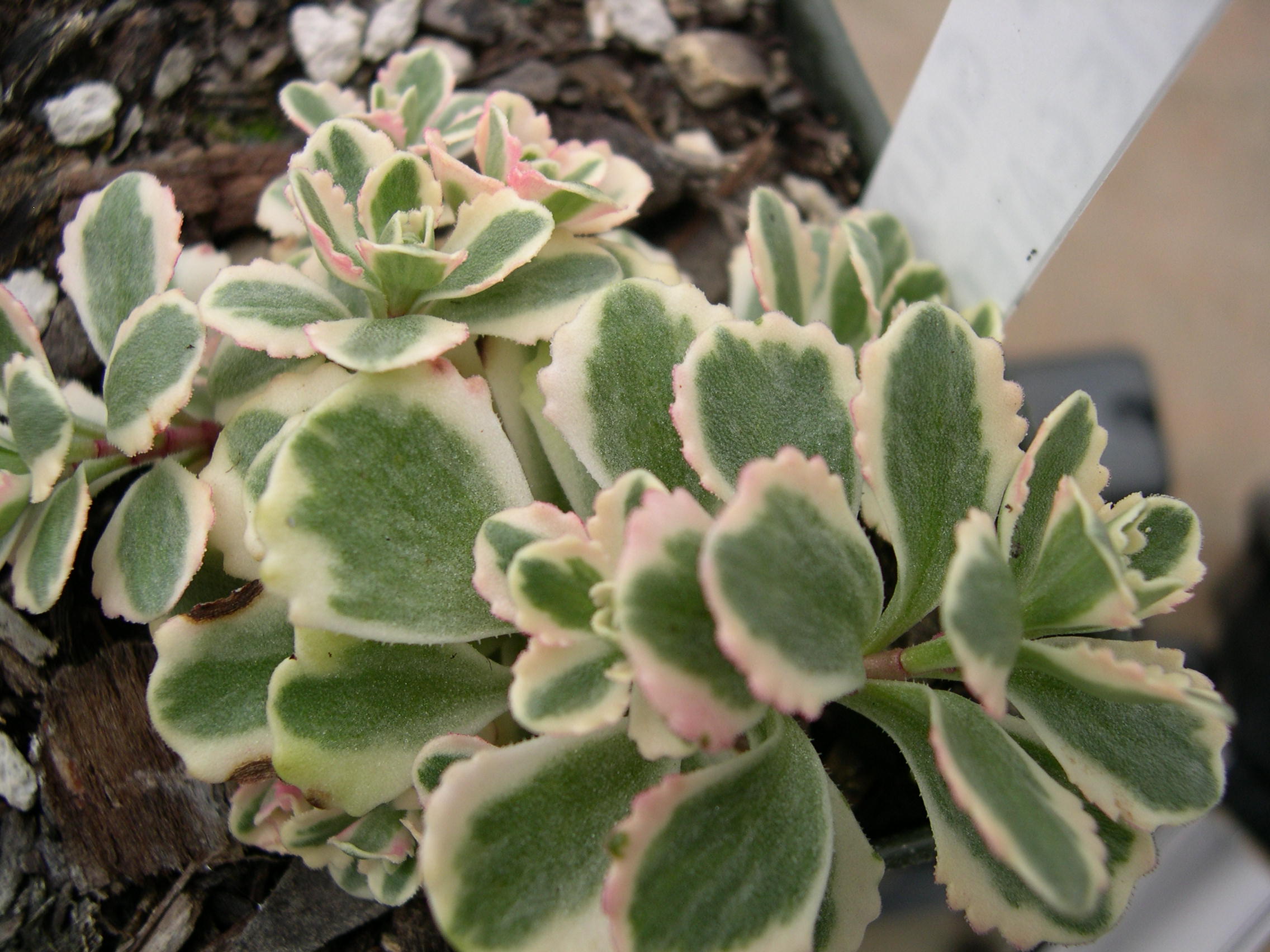 Sedum spurium 'Fool's Gold' [Phedimus spurius 'Fool's Gold']