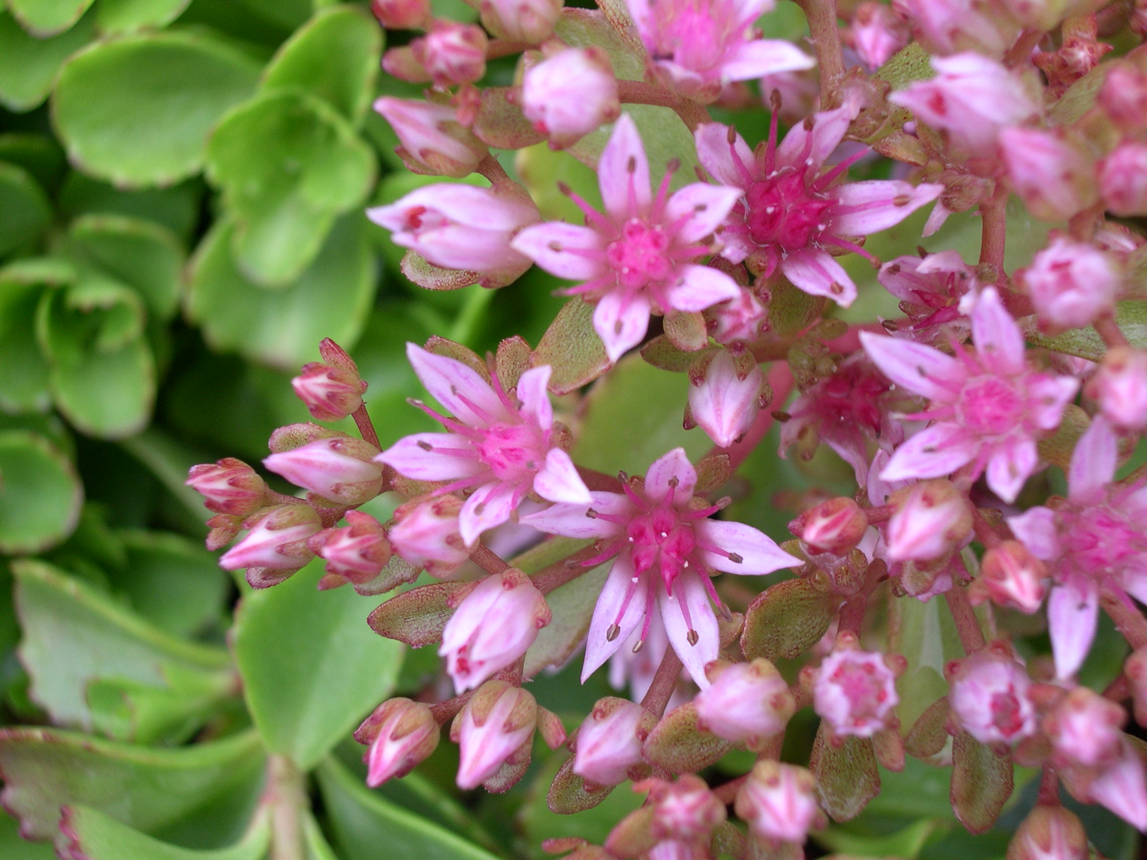 Sedum spurium 'Fool's Gold' green revert (Phedimus spurius 'Fool's Gold' green revert)