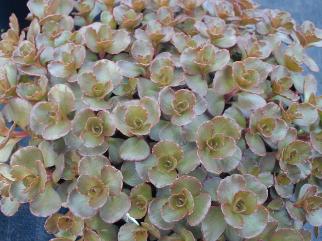 Sedum spurium 'Fuldaglut' [Phedimus spurius 'Fuldaglut'] (2)