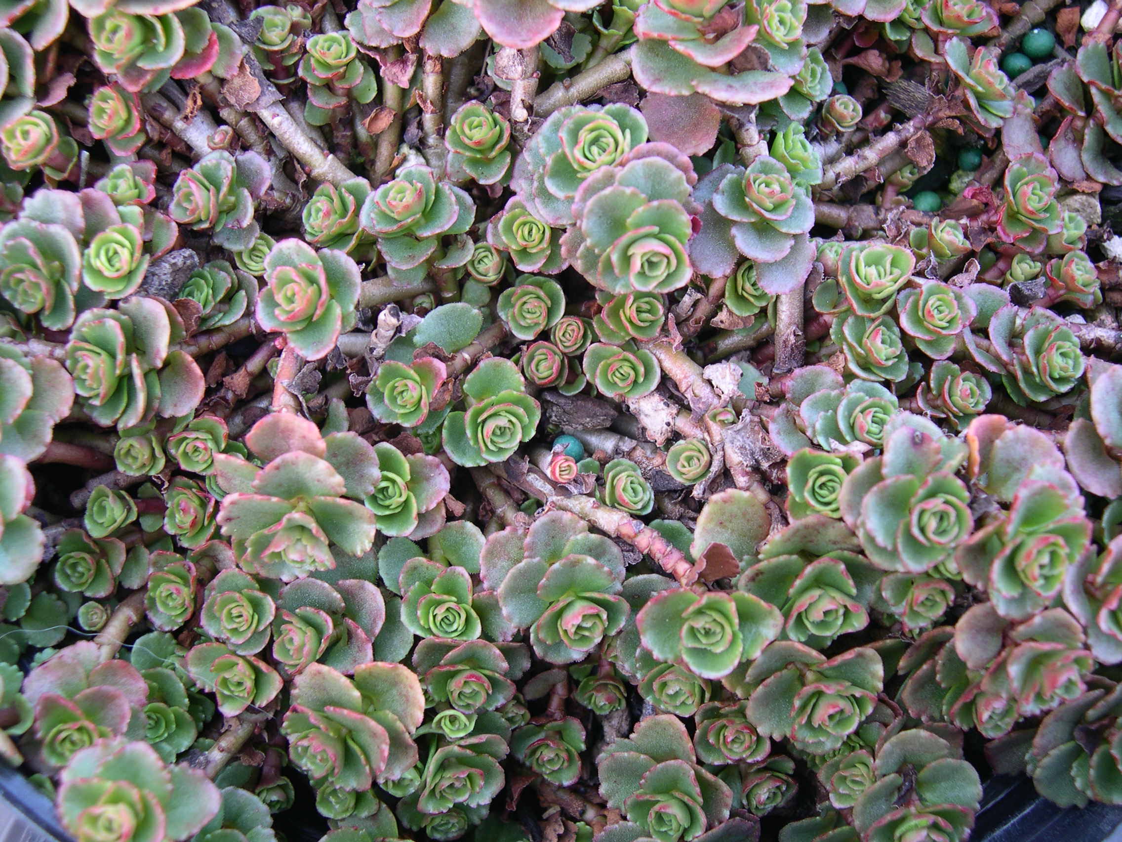 Sedum spurium 'Green Mantle' [Phedimus spurius 'Green Mantle']