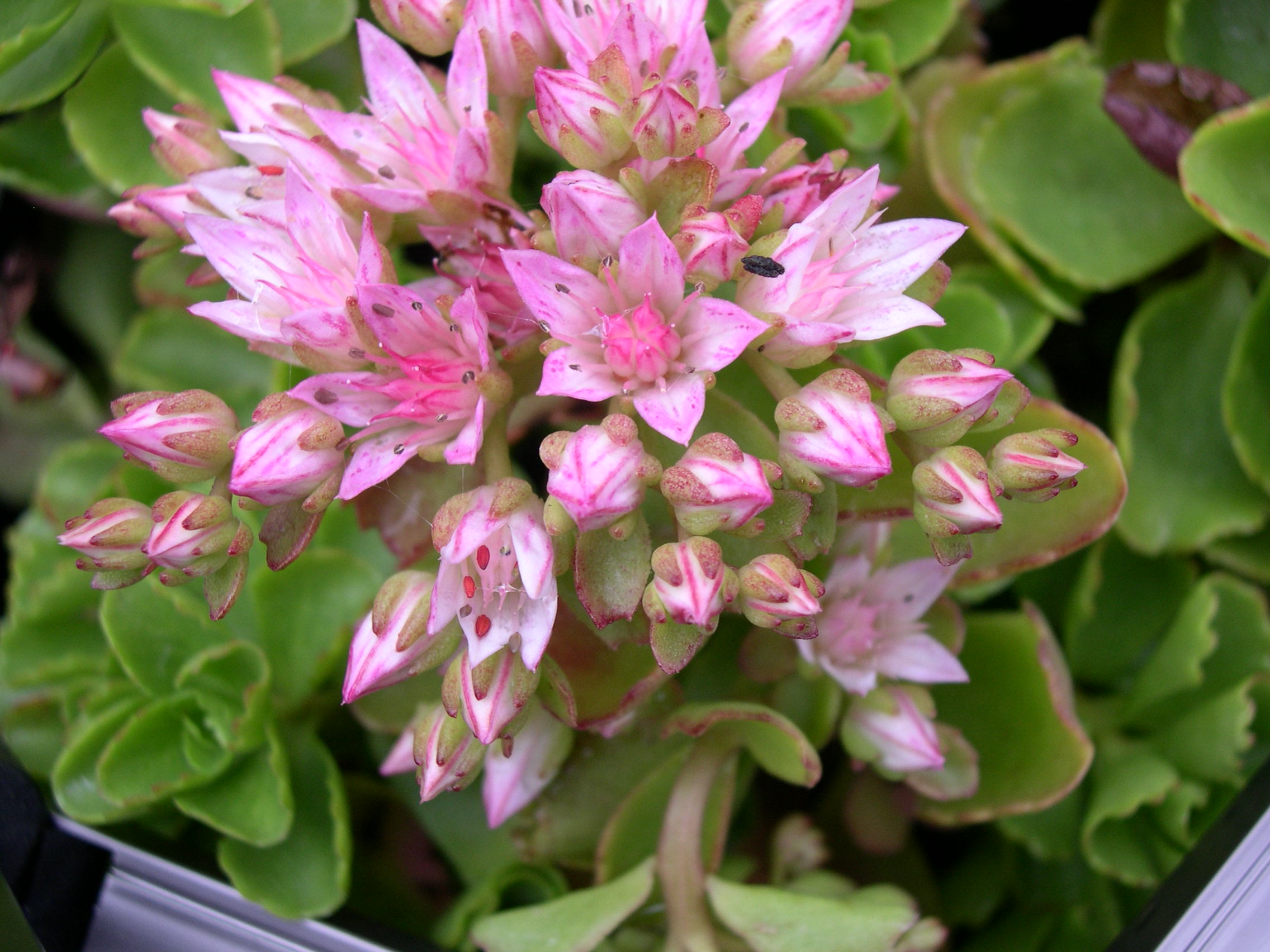 Sedum spurium 'Pearly Pink' [Phedimus spurius 'Pearly Pink']