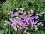 Sedum spurium 'Pink Jewel' [Phedimus spurius 'Pink Jewel']