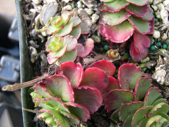 Sedum spurium 'Purpurkissen' [Phedimus spurius 'Purpurkissen']