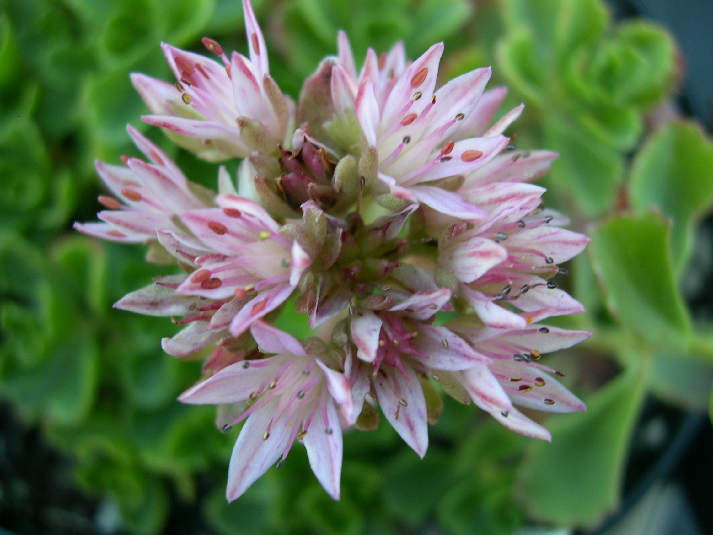 Sedum spurium 'Raspberry Red' [Phedimus spurius 'Raspberry Red']