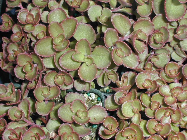 Sedum spurium 'Red Carpet' [Phedimus spurius 'Red Carpet']