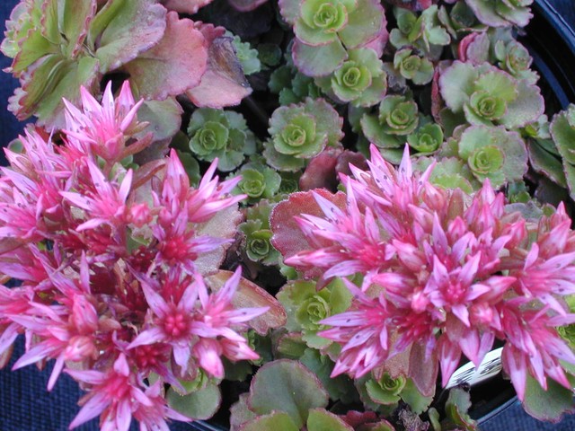 Sedum spurium 'Ruby Mantle' [Phedimus spurius 'Ruby Mantle'] (2)