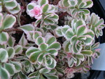 Sedum spurium 'Tricolor' improved form [Phedimus spurius 'Tricolor' improved form] (1)