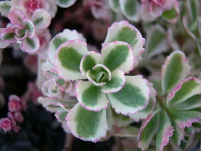 Sedum spurium 'Tricolor' improved form [Phedimus spurius 'Tricolor' improved form] (2)