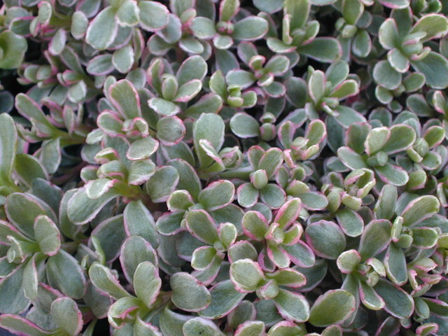 Sedum spurium 'Tricolor' [Phedimus spurius 'Tricolor']