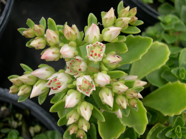 Sedum spurium 'White Carpet' [Phedimus spurius 'White Carpet']