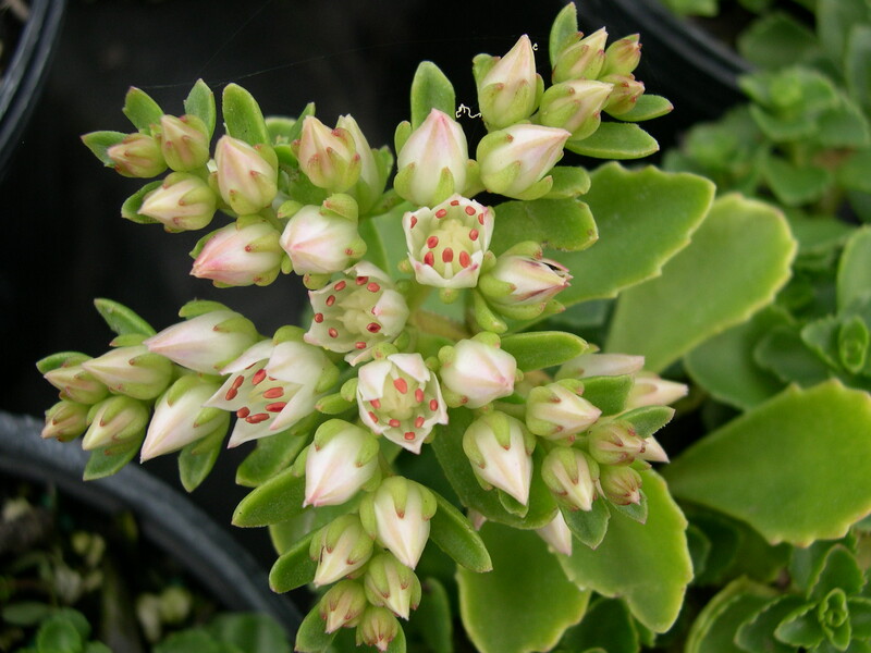 Sedum spurium 'White Carpet' [Phedimus spurius 'White Carpet']