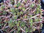 Sedum spurium from Turkey [Phedimus spurius from Turkey]