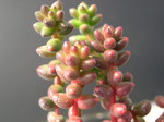 Sedum stahlii (2)