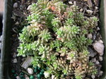 Sedum stelliforme (3)