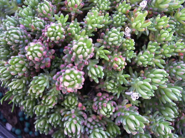 Sedum stenopetalum (1)