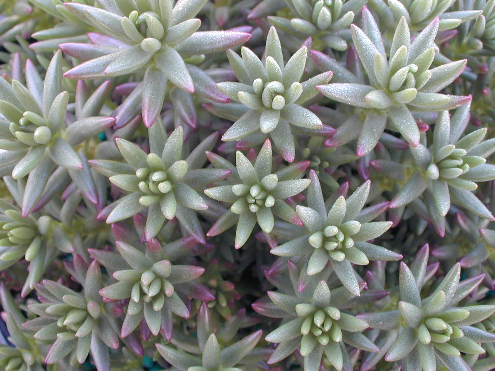 Sedum stenopetalum(2)