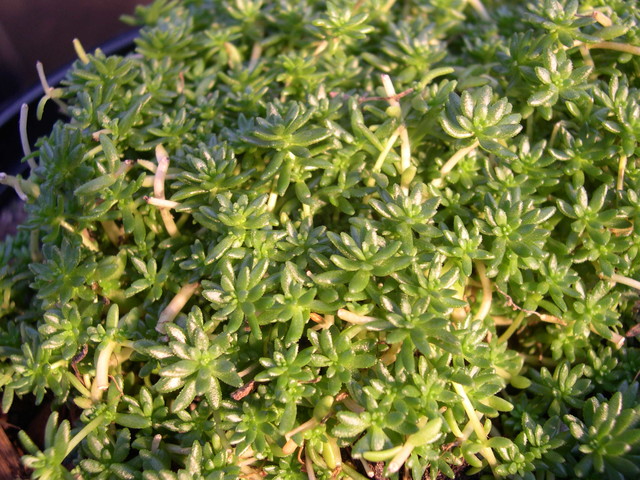 Sedum subtile (misnamed)