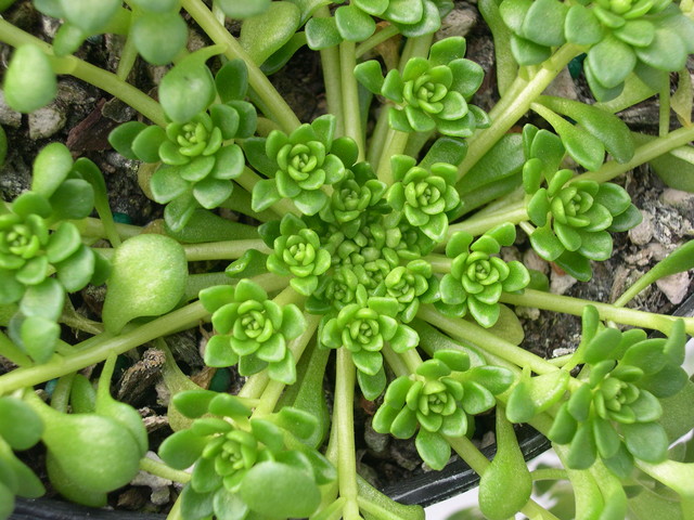 Sedum surculosum var. luteum (1)