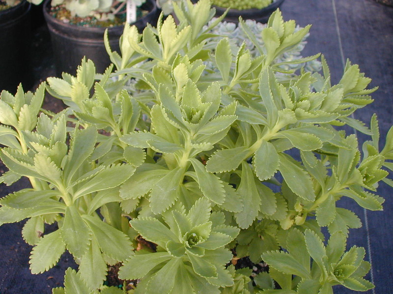 Sedum takesimense (1) (Phedimus takesimensis)