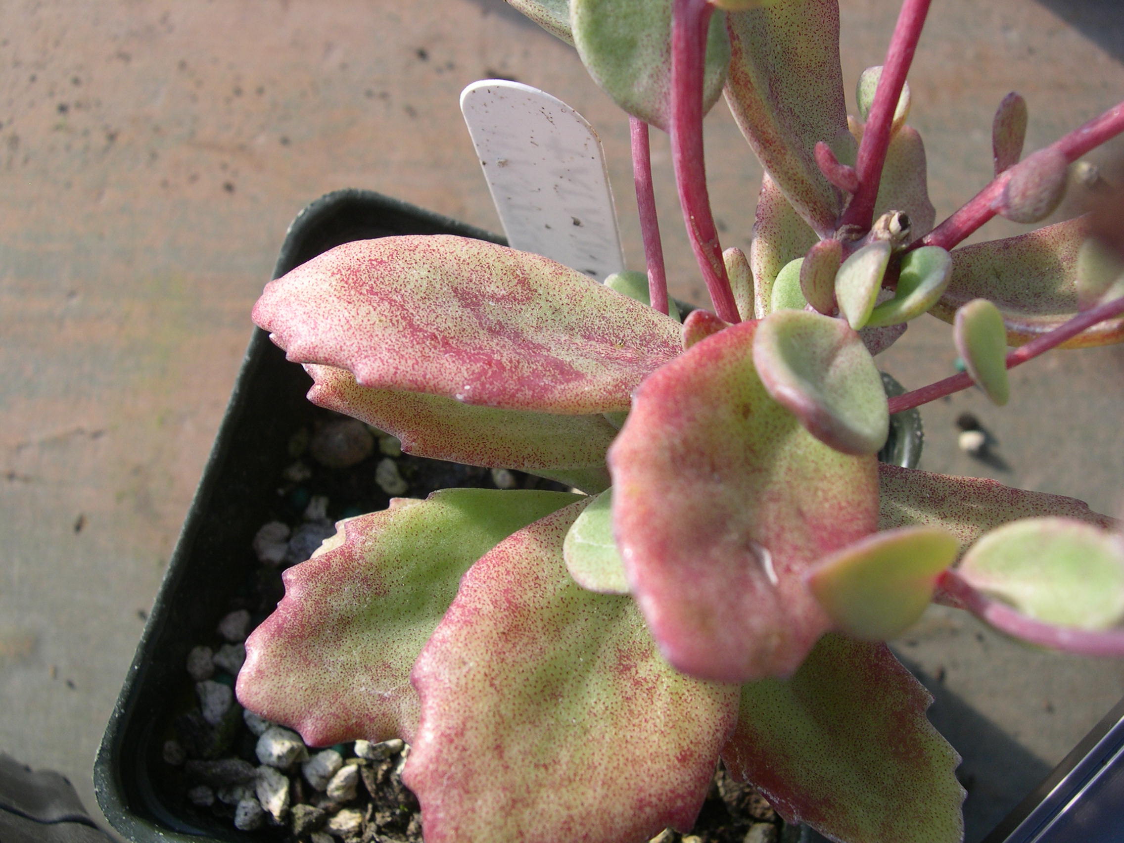 Sedum tatarinowii (1) (Hylotelephium tatarinowii)