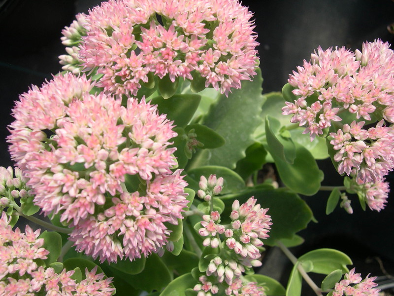 Sedum telephium 'Autumn Fire' (Hylotelephium telephium 'Autumn Fire')