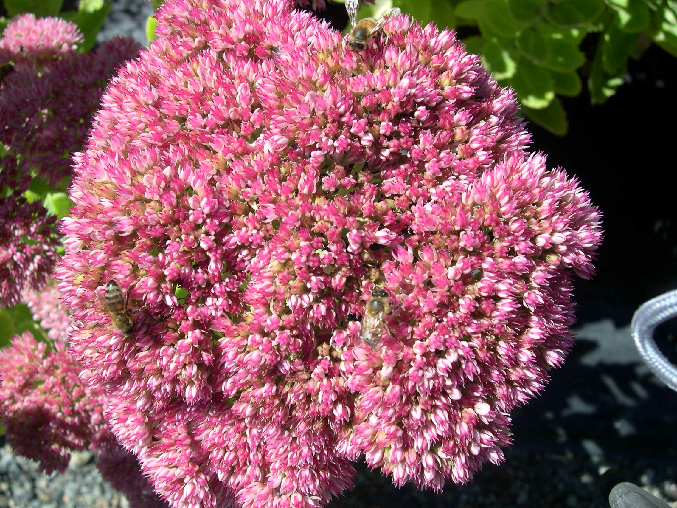 Sedum telephium 'Autumn Joy' (1) (Hylotelephium telephium 'Autumn joy')