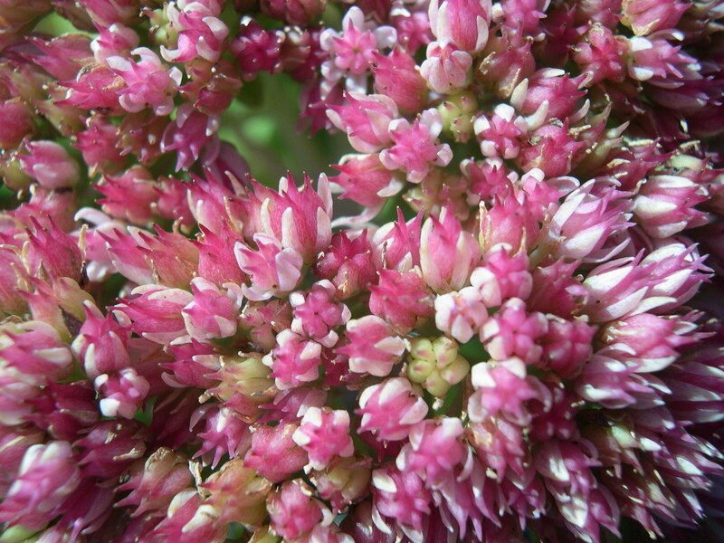 Sedum telephium 'Autumn Joy' (2) (Hylotelephium telephium 'Autumn joy')