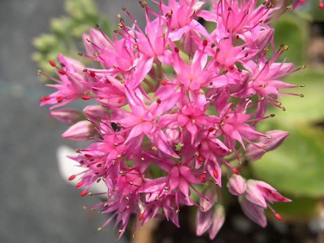 Sedum telephium 'Carl' (Hylotelephium telephium 'Carl')