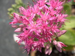 Sedum telephium 'Carl' (Hylotelephium telephium 'Carl')