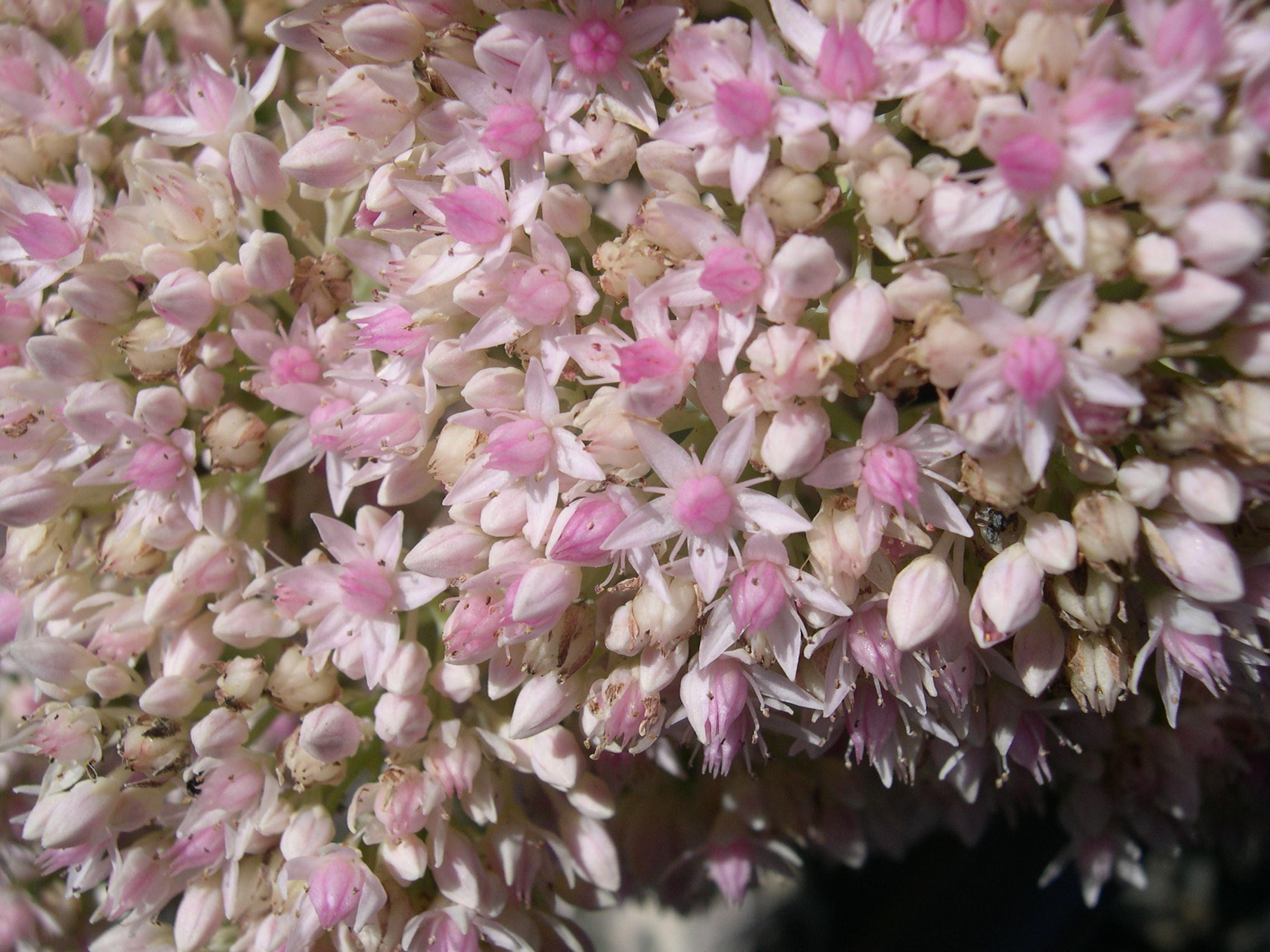 Sedum telephium 'Frosty Morn' (1) (Hylotelephium telephium 'Frosty Morn')