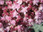 Sedum telephium 'Matrona' (1) (Hylotelephium telephium 'Matrona')